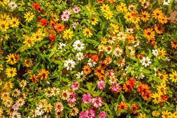 Beautiful colorful daisy flowers background