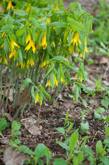 Large Flowered Bellwort