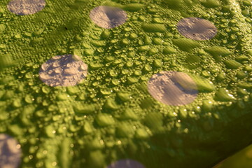 Early morning  water droplets