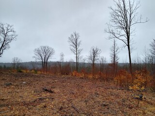 autumn in the forest
