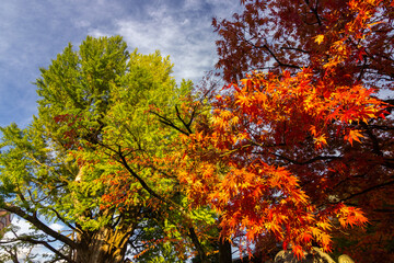 Colourful trees in Shiroyama park in Takayama (Japan) 