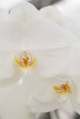 Close up view of white orchid