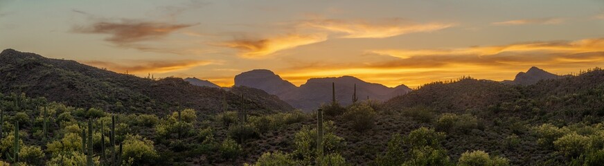 The warm glow of a setting sun the in Sonoran Desert of Arizona with saguaro cacti in the...