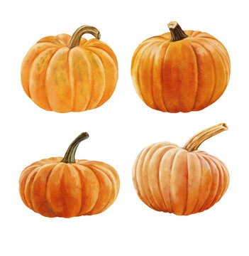 white and orange pumpkin, leaves on isolated white background, autumn set of elements on isolated white background, watercolor illustration, hand drawing
