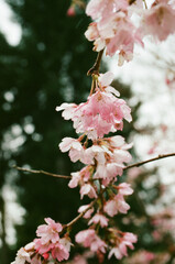 pink blossoms on tree