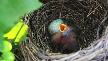 Blackbird chicks in the nest. The hatched chicks in the nest require food.