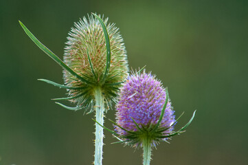 Beautiful prickly wild teasel showing it's symmetrical domed head and prickly leaves and stem.