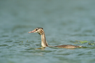 Haubentaucher Podiceps cristatus