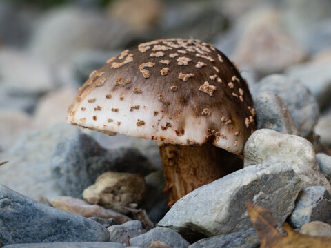 The Blusher Fungi (Amanita aff rubescens)