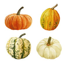 white and orange pumpkin, leaves on isolated white background, autumn set of elements on isolated white background, watercolor illustration, hand drawing