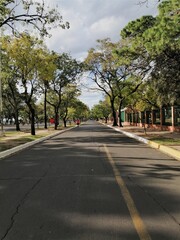 Calle asfaltada con árboles