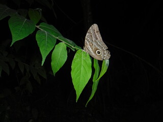 butterfly on a green leaf