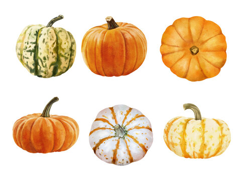 white and orange pumpkin, leaves on isolated white background, autumn set of elements on isolated white background, watercolor illustration, hand drawing