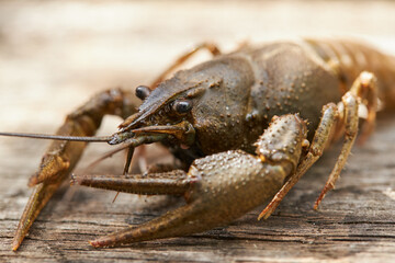 astacus astacus crayfish. european tradition nourishment ingredient. river animal.
