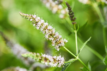 blooming mint herb. herbal medicine. ingredient and spice for food.