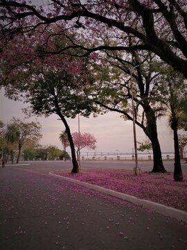 Lapachos en flor, Corrientes