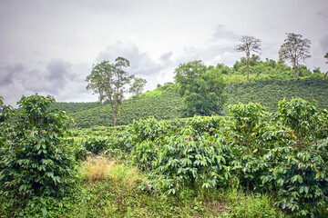 Fototapeta na wymiar Coffee plants with green and ripe fruits. Chinchiná, Caldas, Colombia. Located in the Coffee Cultural Landscape, High quality coffee area.