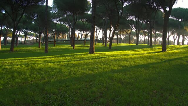 Time-lapse of meadow, woods and sunlight in the morning in park in Rome, Italy