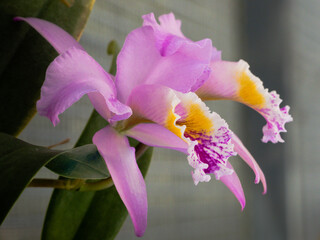 Purple Orchid Flower Bloom