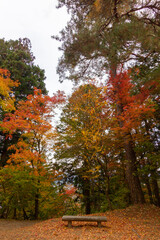Naklejka premium Colourful trees in Shiroyama park in Takayama (Japan) 