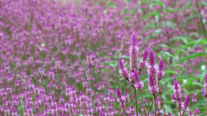 Close up shot of many Cockscomb Flower blossom