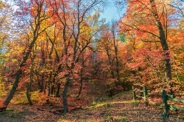 Fototapeta na wymiar Fall Scene in Western USA Mountains Maples and Oaks Trees 