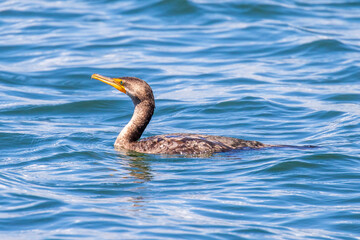 swimming away