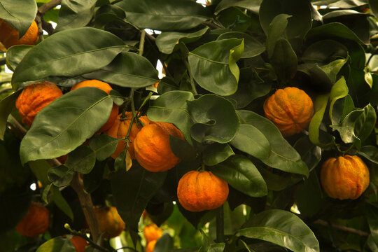 Bitter orange, Seville orange, sour orange, bigarade orange "Canaliculata" (Citrus  aurantium).