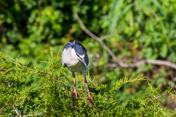 black crowned night heron