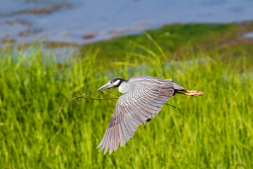 grey heron in flight
