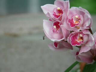Close up shot of Boat Orchid and a mosquito