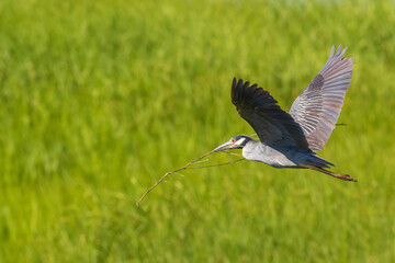 building a nest