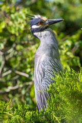 great blue heron