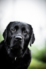 black labrador retriever