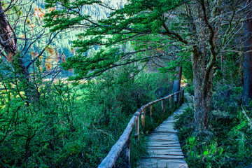 Obraz premium path in the forest