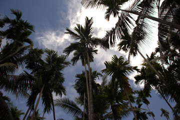 Fototapeta na wymiar Looking up to the sky through coconut palms