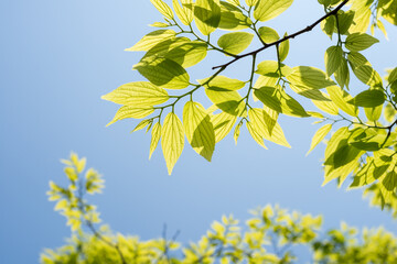 空の下のエノキの新緑