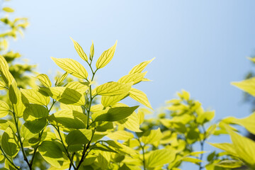空の下のエノキの新緑