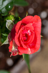 Fototapeta premium red rose with water drops