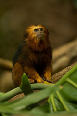 Golden-headed lion tamarin (Leontopithecus chrysomelas).