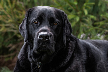 Fototapeta na wymiar black labrador retriever