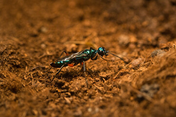 Emerald cockroach wasp or jewel wasp (Ampulex compressa).