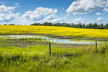 Field of blooming canola field