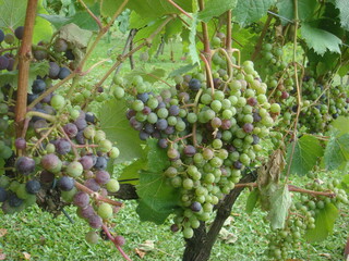 bunch of grapes