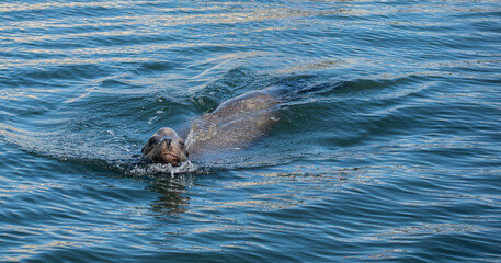 Fototapeta premium Sea lion enjoys the summer in Marina del Rey, CA