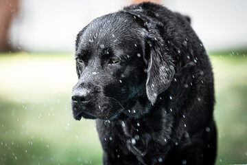 black labrador retriever