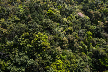 俯瞰の主に常緑樹の原生林
