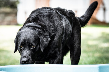 black labrador retriever