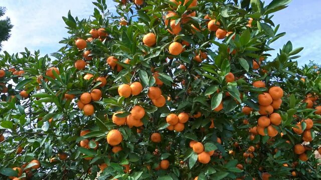 Low angle view of fruit-bearing mandarian orange tree in orchard
