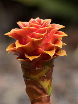 Back Scratcher Ginger (Tapeinochilos ananassae) flower